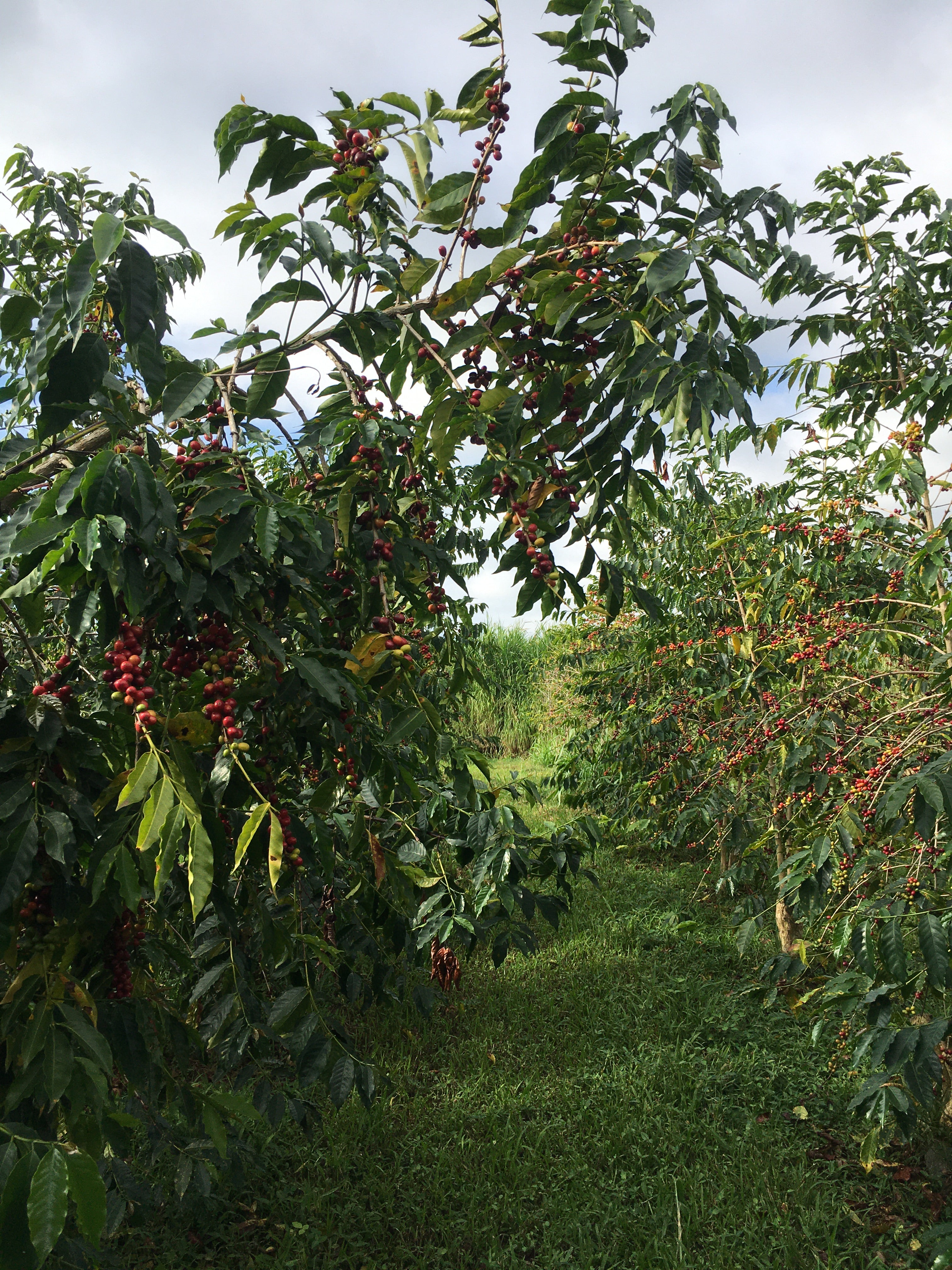 Already Gold | Kona Coffee 8oz