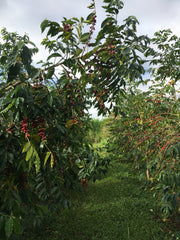 Already Gold | Kona Coffee 8oz