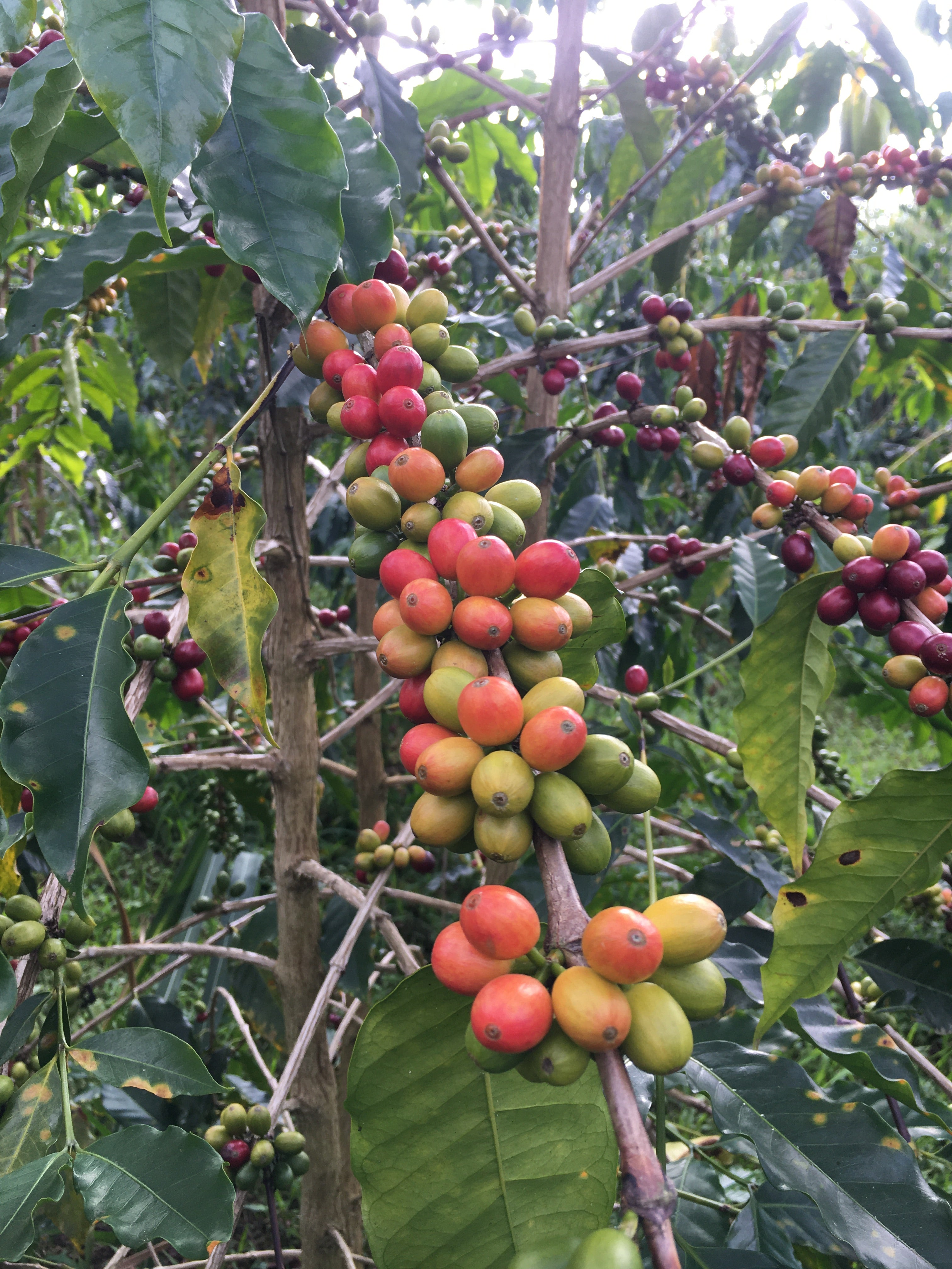 Already Gold | Kona Coffee 8oz
