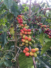 Already Gold | Kona Coffee 8oz